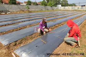 Plastic Mulch Vegetable Garden