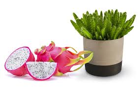 How To Care For Dragon Fruit Cactus