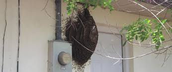 Tips On Bee Proofing Your Home Alpine