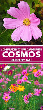 How To Grow And Care For Cosmos Flowers