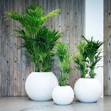 House Plant Green Indoor Plants At