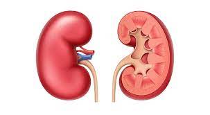 Creatinine And Egfr Knowing Your