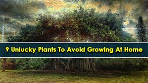 Unlucky Plants Avoid Growing These