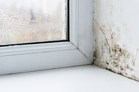 How To Stop Mould Coming Back