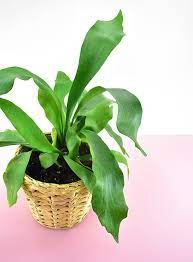 Nontoxic Houseplants Safe For Cats And