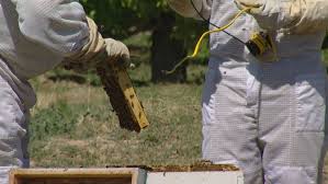 Saving The Hive Helping Bees Survive