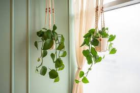 Indoor Hanging Plants