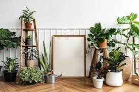 79 000 Indoor Plants Pictures