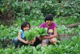 Home Gardening For Food Security