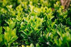 Tea Plant Images Free On Freepik