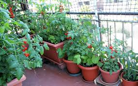 Container Vegetable Gardening