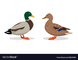 Wild Mallard Cute Male And Female Ducks