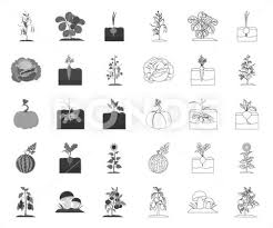 Plant Vegetable Mono Outline Icons In