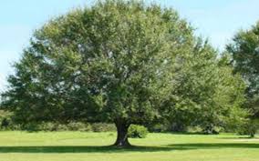 Laurel Oak Tree For North Fort Myers