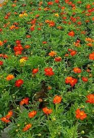 Orange Cosmos Flower Plant