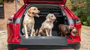 New Dog Accessory Car Packs Are Out