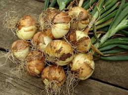How To Grow Onions And Shallots Saga