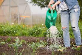 Layout For Your Vegetable Garden