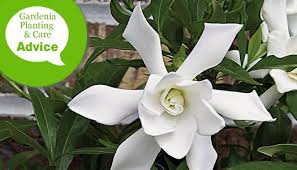 How To Plant Care For Gardenias In