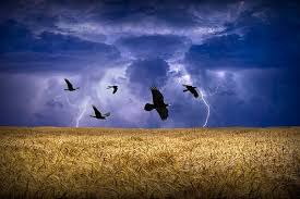 Black Crows Flying Over A Wheat Field