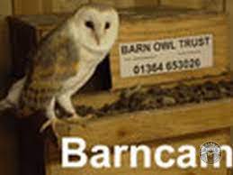 The Barn Owl Trust