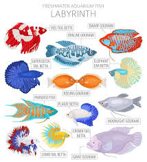 Labyrinth Fish Freshwater Aquarium