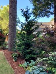 Slender Hinoki Cypress A Tree Garden