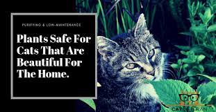 Plants Safe For Cats That Are Purifying