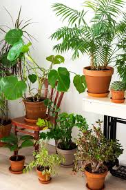 25 Of The Best Low Light Houseplants To