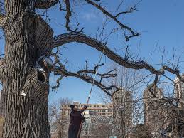 Chicago Cuts Down Oak Tree Older Than