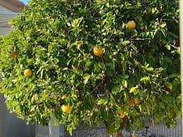 Citrus Tree Grapefruit Elgin