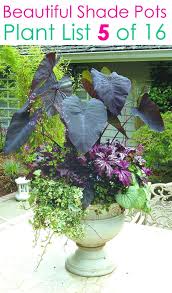 16 Colorful Shade Garden Pots Plant