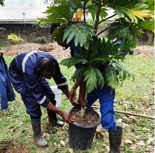 Planting Fruit Trees To Change Lives