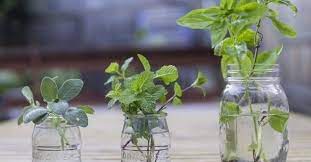 How To Grow 5 Everyday Herbs In Your