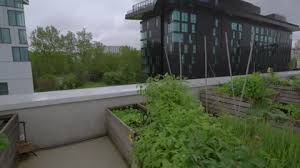 Rooftop Garden Stock Footage Royalty
