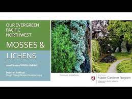 Mosses And Lichens Our Evergreen