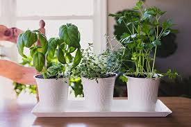 Indoor Herb Garden