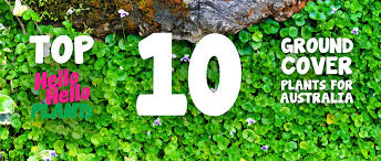 Top 10 Groundcover Plants For Australia