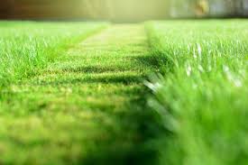 Fresh Cut Grass Images Browse 151 274