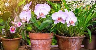 How To Grow And Care For Orchids