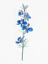 Blue Vintage Flowers Rocket Larkspur