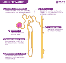 Urine Formation Mechanism Of Urine