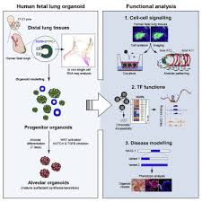 Organoid Modeling Of Human Fetal Lung