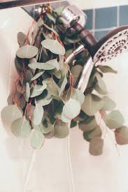 Hanging Eucalyptus In Your Shower