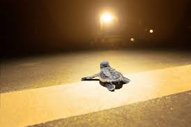 Light Pollution Harms Wildlife And