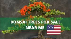 Bonsai Trees For Near Me Usa 2021