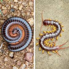 Millipedes Vs Centipedes How To Keep