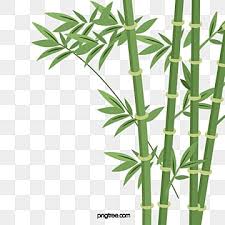 Bamboo Png Transpa Images Free
