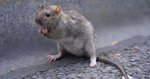 Pest Expert Warns Of 150 Million Rats