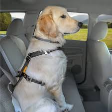 Argos Clearance Pet Rebellion Argos Car